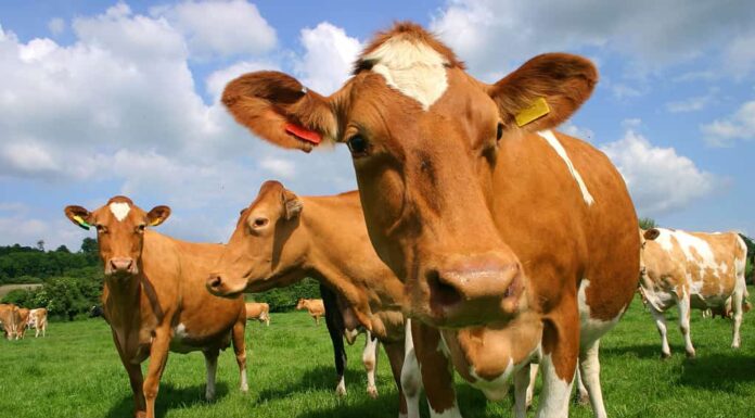 Una foto di un campo di mucche Guernsey