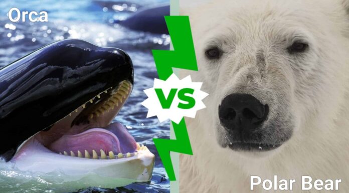 Orca contro Orso Polare: chi vincerebbe in un combattimento?
