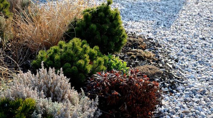fiori perenni di pino di piccole dimensioni e gialli nell'aiuola di ciottoli fiorisce all'inizio di aprile e di solito è attaccato alla roccia tramite strass grigi, pacciame di corteccia di quarzo, erba secca, lavanda grigia