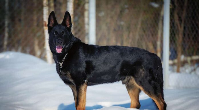 Ritratto invernale di pastore tedesco nero