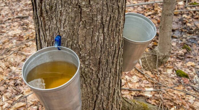 Secchio utilizzato per raccogliere la linfa degli alberi di acero per produrre lo sciroppo d'acero in Quebec.