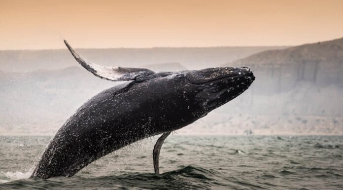 Salto della megattera a Los Organos, Piura, Perù.