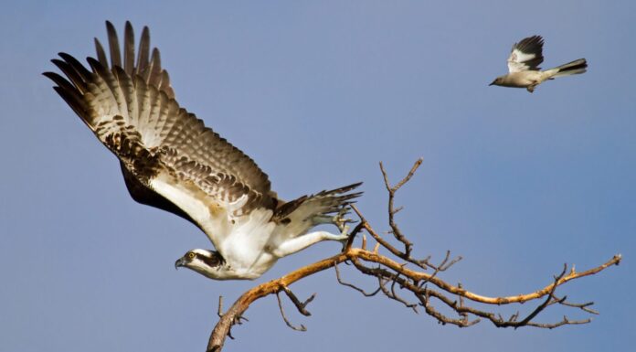 Falco pescatore contro Mockingbird