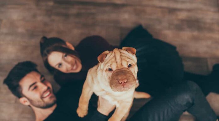 Coppia felice che tiene il cucciolo di Shar Pei