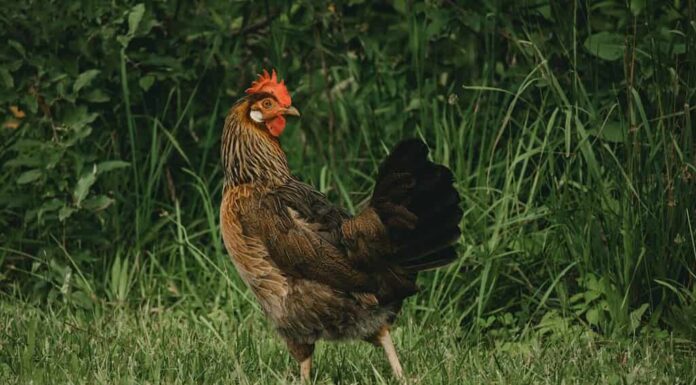 Un primo piano di un pollo livornese marrone su un'erba verde