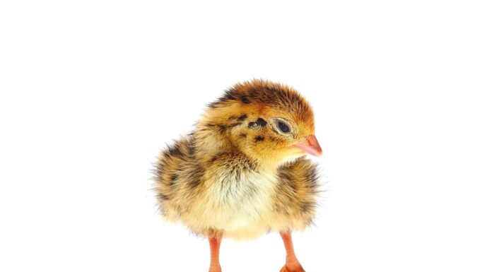 Pulcino di quaglia comune isolato su sfondo bianco, Coturnix coturnix