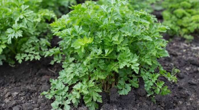 Prezzemolo che cresce in una fattoria.