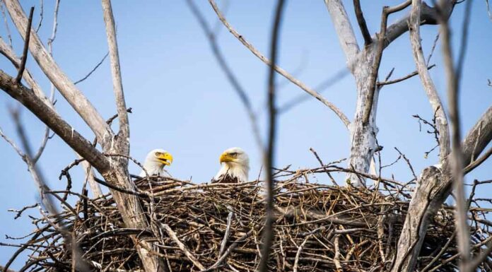 Aquile calve che frequentano il loro nido lungo la riva del fiume San Lorenzo.