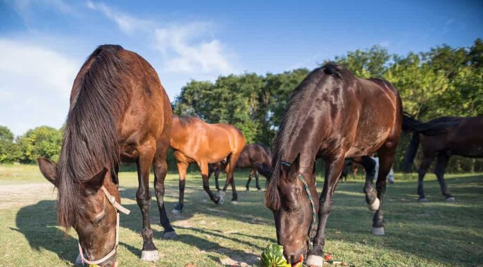 Cavalli che mangiano angurie