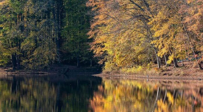 Il fogliame autunnale si illumina alla luce del primo mattino lungo il fiume Patuxent nell'area ricreativa di Scotts Cove, nel Maryland.
