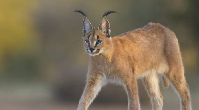  Quanto sono grandi i gatti Caracal?  Grafico di crescita e progressione per età
