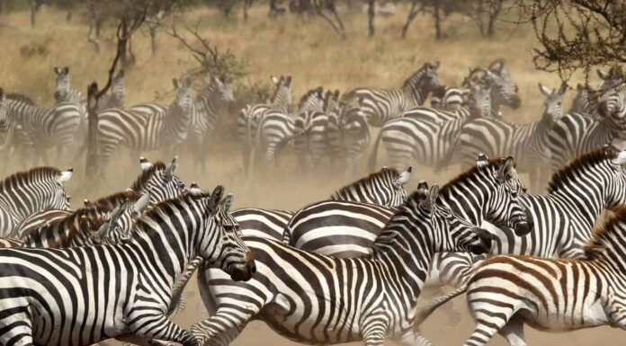 Una mandria di zebre comuni (Equus Quagga) al galoppo nel Parco Nazionale del Serengeti, Tanzania