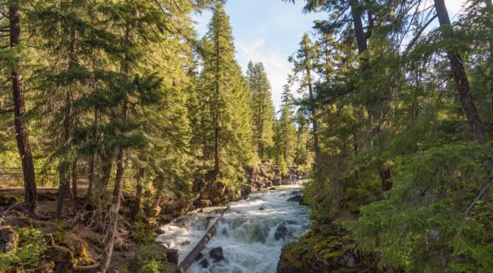 Foresta nazionale Rogue River-Siskiyou vicino all'area ricreativa del Natural Bridge
