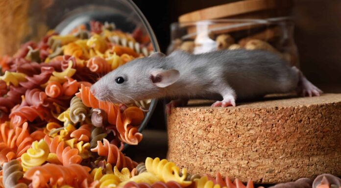 Piccolo ratto grigio in cerca di cibo vicino ai barattoli