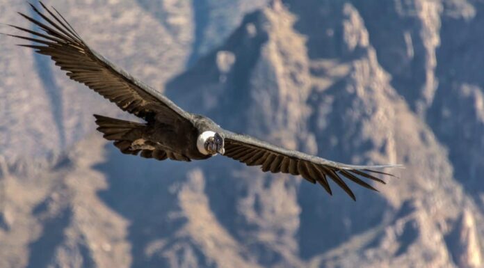 Il Condor delle Ande può vivere fino a 50 anni.