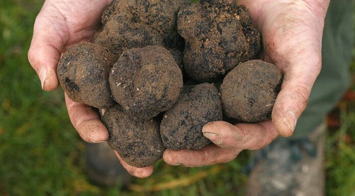 Tartufo nero francese, Tuber melanosporum