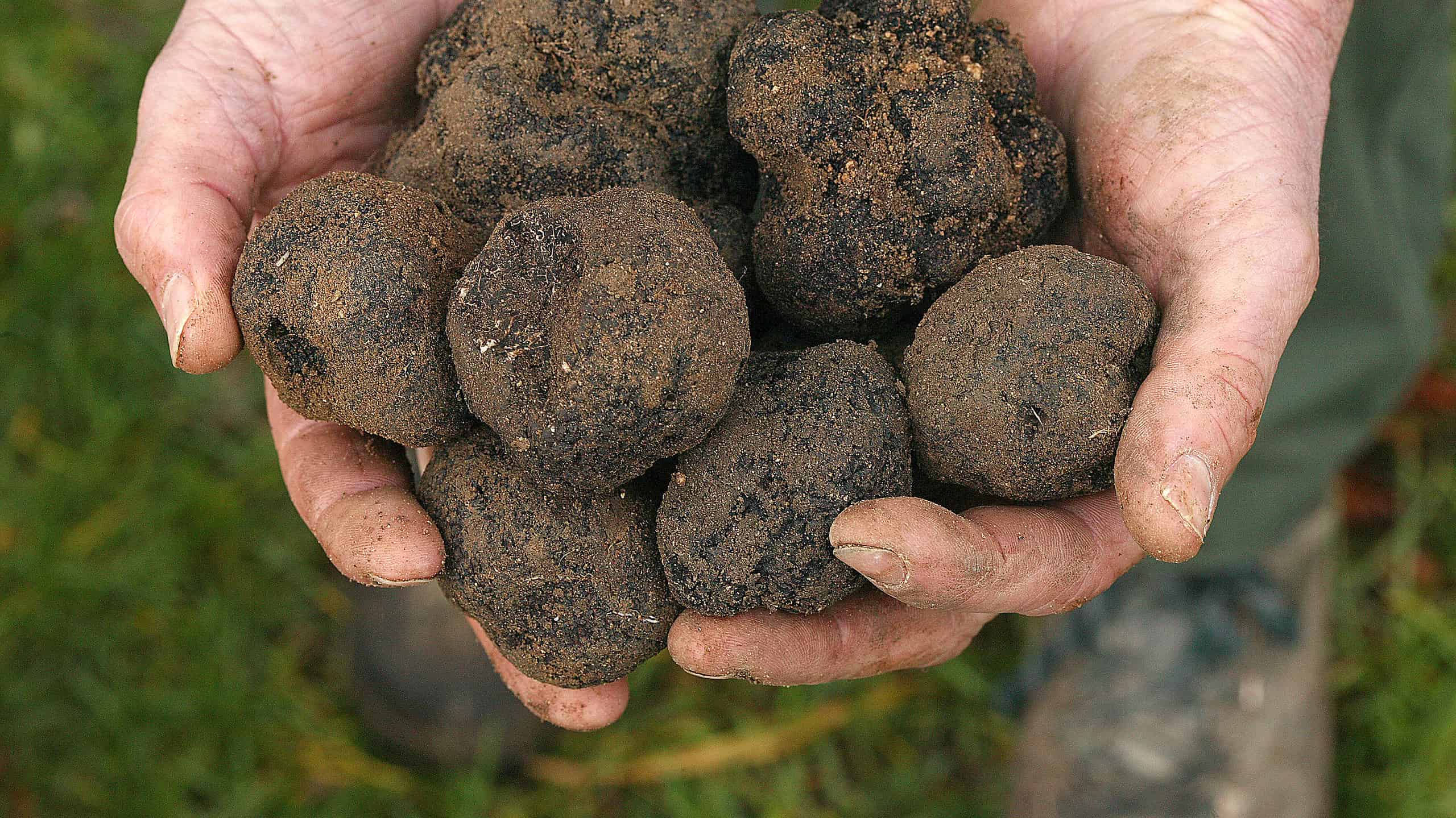 Tartufo nero francese, Tuber melanosporum