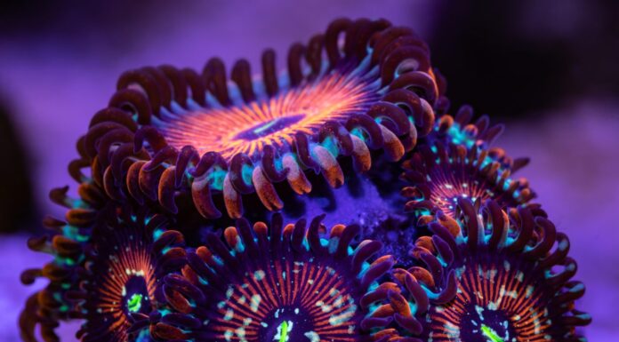 Zoantidi - Agarve salato, ripresa macro