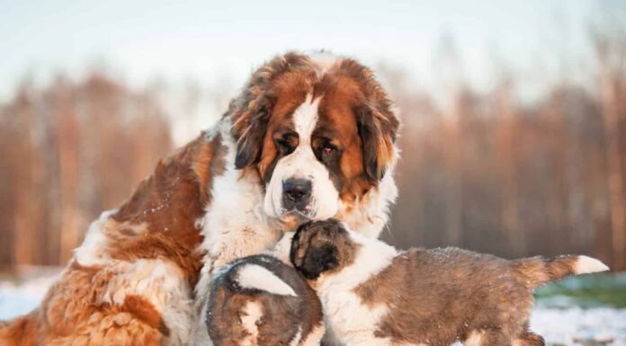 San Bernardo maschio vs femmina: 4 differenze chiave
