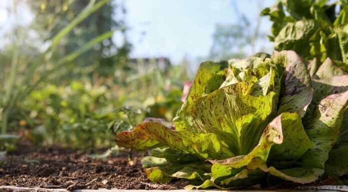 Lattuga lentigginosa in giardino in una giornata estiva