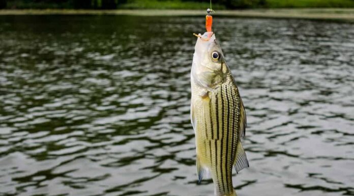 Spigola striata, catturata dal pescatore.  Pesci d'acqua dolce catturati con la lenza.  Divertimento e relax della pesca sportiva nel lago d'acqua dolce.