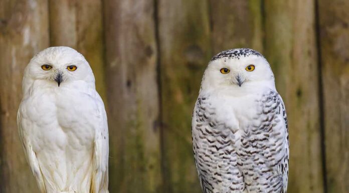 Scopri 8 tipi di gufi in Indiana
