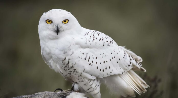 Qui ti sto guardando