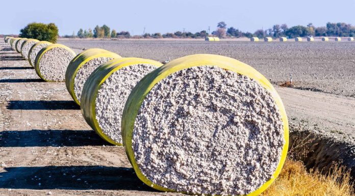 Balle di cotone disposte in fila accanto a un campo mietuto, pronte per il ritiro;  California centrale, Stati Uniti