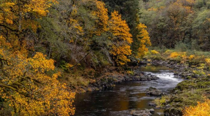 Colore autunnale lungo il fiume Nehalem nella foresta statale di Tillamook, Oregon, Stati Uniti