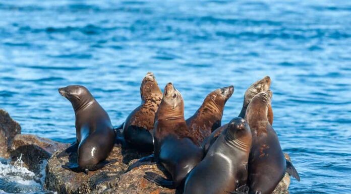 Un gruppo di leoni marini che riposano su una roccia vicino alla baia di Monterey, in California, in un soleggiato pomeriggio invernale.