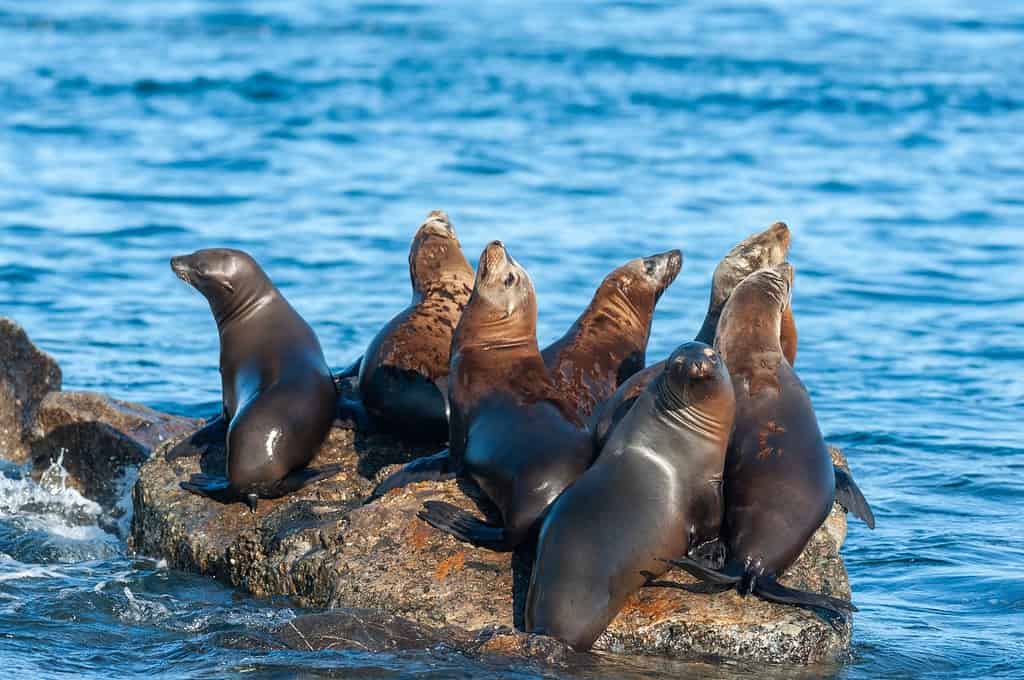 Un gruppo di leoni marini che riposano su una roccia vicino alla baia di Monterey, in California, in un soleggiato pomeriggio invernale.