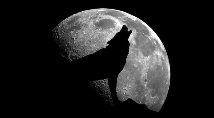 Lupo che ulula alla luna