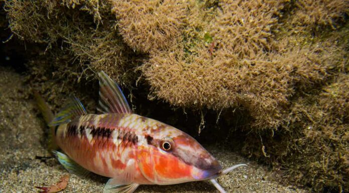 Primo piano di un pesce di capra