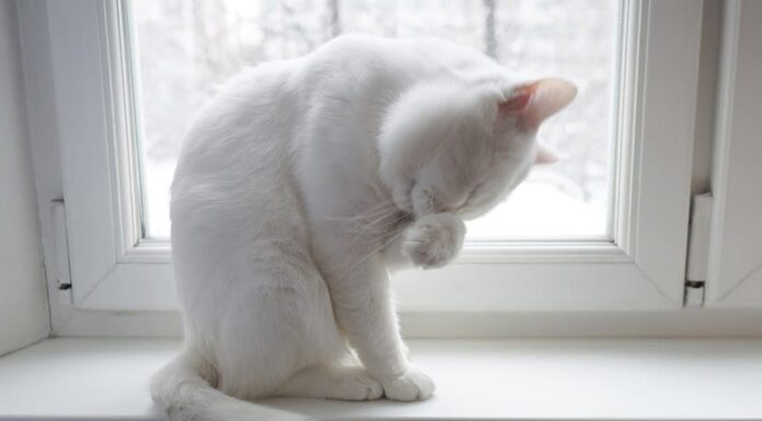 torre per gatti pazzesca e costosa 