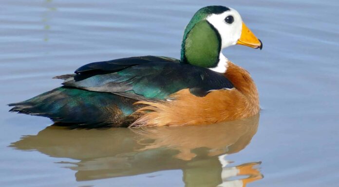 Scopri le 15 anatre selvatiche più colorate e dove puoi vederle
