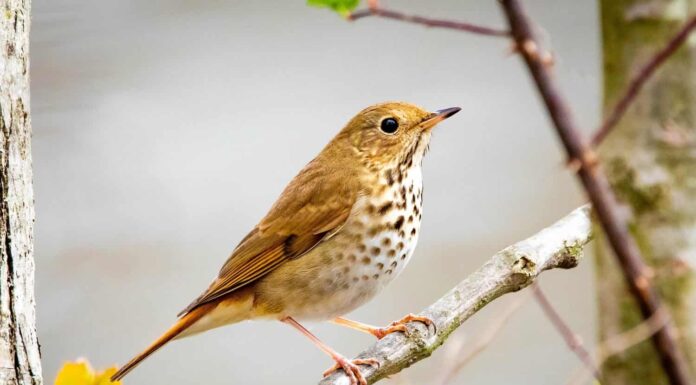 Ritratto ravvicinato dell'uccello carino eremita tordo in primavera