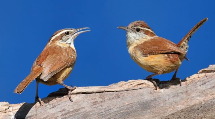 Carolina scricchiola in corteggiamento su un ramo in alto di un albero