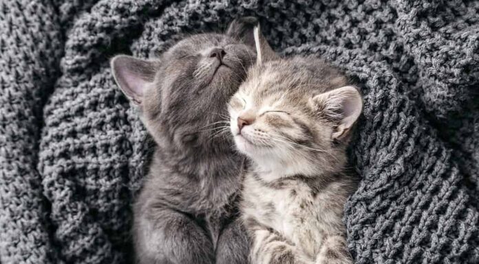 Una coppia di gattini che si abbracciano in relazioni di amicizia amorose e fanno un pisolino fanno sogni d'oro nella culla.  I gattini si strofinano delicatamente sulla coperta lavorata a maglia.  I gatti amano