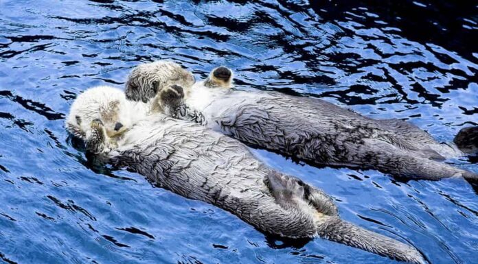 simpatica lontra marina che si tiene per mano