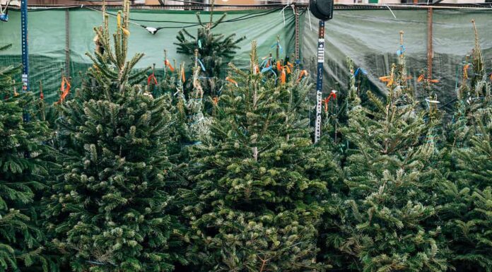 Vendita alberi di Natale.  Al mercatino di Natale si vendono bellissimi alberi di Natale in vaso.