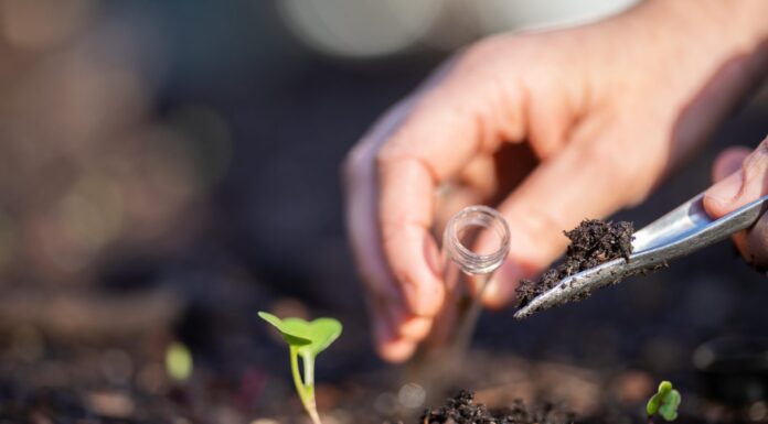 agricoltore che raccoglie campioni di terreno in una provetta in un campo.  Agronomo che controlla il carbonio del suolo e la salute delle piante in un'azienda agricola