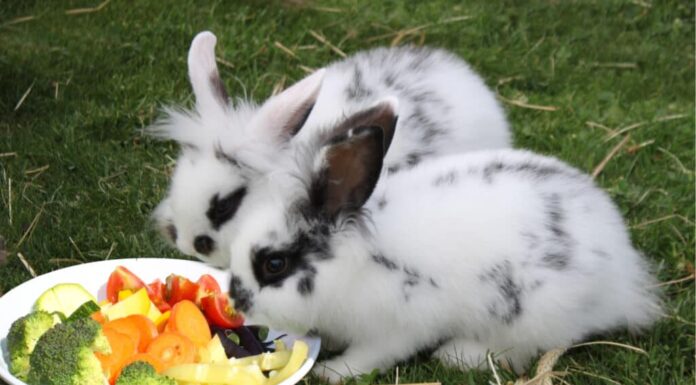 i migliori alimenti per conigli domestici