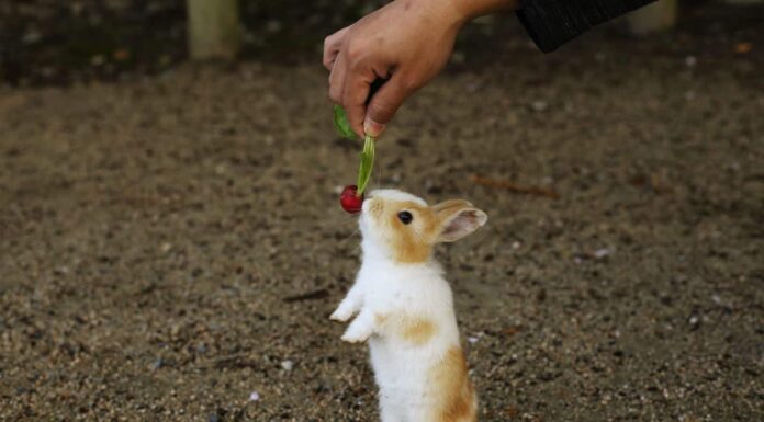 Adorabile coniglietto.  L'isola di Okunoshima nella prefettura di Hiroshima in Giappone è famosa come l'isola dei conigli.