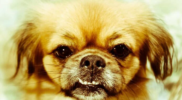 Spaniel tibetani: fatti comuni e problemi di salute
