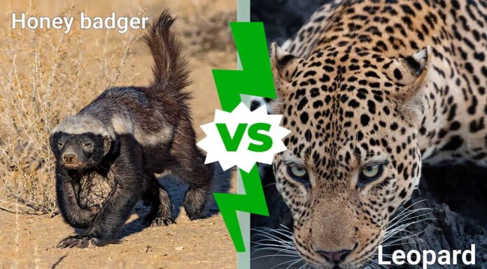 Tasso del miele contro leopardo: chi vincerà in uno scontro?
