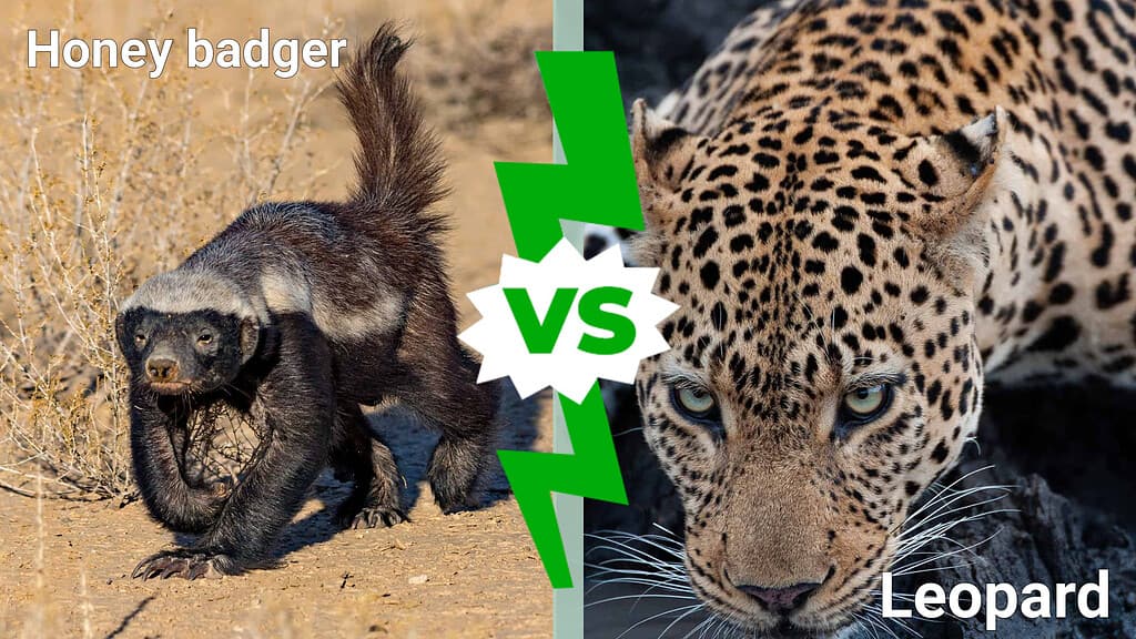 Tasso del miele contro leopardo: chi vincerà in uno scontro?