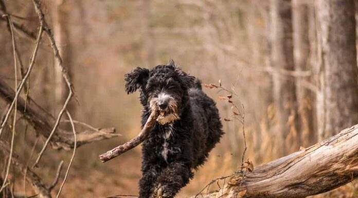 Aussiedoodle gioca a prendere su un sentiero lungo il fiume Haw a Pittsboro, nella Carolina del Nord