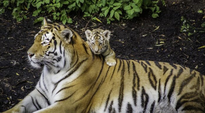 Cuccioli di tigre siberiana