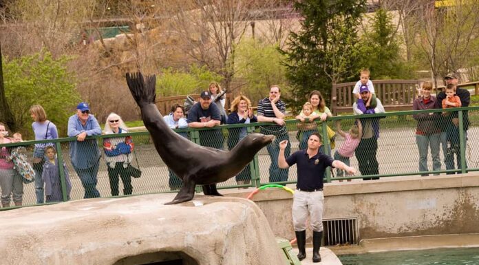 Un papà eroico salva una bambina da un feroce leone marino
