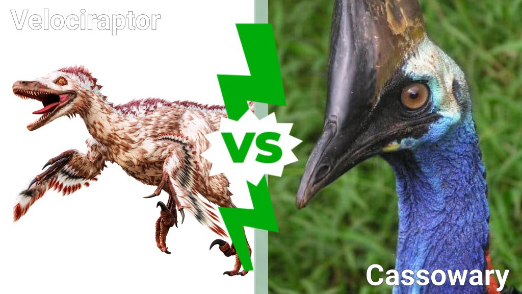 Velociraptor vs Cassowary: chi vincerebbe in un combattimento